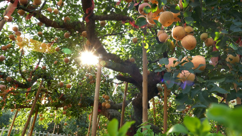 중국 펑라이 139년된 과일나무 풍성한 수확 실현